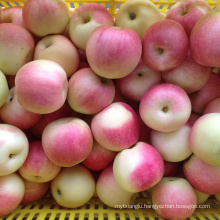 hot sale royal gala apple wholesale China gala apple fruit for export